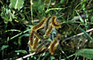 Photo ofGround Lackey (Malacosoma castrensis). Photographer: 