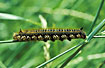 Photo ofDrinker Moth (Philudona potatoria / Euthrix potatoria). Photographer: 