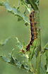 Lackey larvae