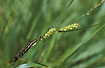 Butterfly-larvae