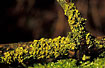The lichen Xanthoria parietina