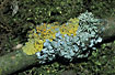 Lichens on branch (Xanthoria parietina and Hypogymnia physodes)