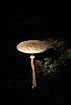Parasol mushroom in Forest gap