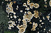 The fungus Bjerkandera adusta