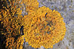 The lichen Xanthoria parietina on stone at cost