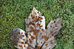 Maple leaf infested by the fungus Rhytisima acerinum