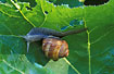Photo ofRoman snail (Helix pomatia). Photographer: 