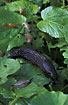 Slug feast with e.g. Large black slug