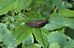Photo ofSpanish Slug  (Arion vulgaris). Photographer: 