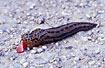 Photo ofSpotted Garden Slug (Limax maximus). Photographer: 