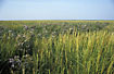 Marsh at the north sea with Spartina sp. and Aster tripolium