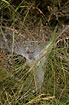 Photo ofLabyrinth Spider (Agelena labyrinthica). Photographer: 