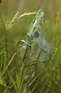 Foto af Almindelig Rovedderkop (Pisaura mirabilis). Fotograf: 