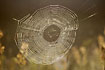Orb web made by The European Garden Spider