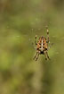 Common Garden Spider - female