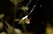 Common Garden Spider - female enswating a Brimstone Butterfly