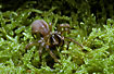 The Purse web spider Atypus affinis