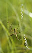 Wasp Spider with stabilimentum