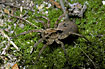 The wolf spider Alopecosa inquilina