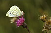 Crabspider with Green-veined White in Creeping Thistle