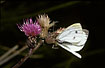 Crab spider with Green-veined White in Creeping Thistle