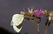 Crabspider with Green-veined White in Creeping Thistle