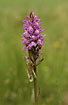 Large Marsh Grasshopper on Heath-spotted Orchid
