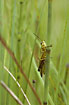 Large Marsh Grasshopper trying to hide