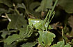 Great Green Bush-Cricket - nymph