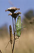Foto af Stor Grn Lvgrshoppe (Tettigonia viridissima). Fotograf: 