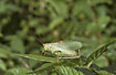 The Grasshopper Tettigonia cantans