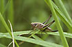 Foto af Hedegrshoppe (Metrioptera brachyptera). Fotograf: 