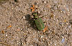 Greeen Tiger Beetle