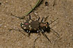 The northern dune tiger beetle