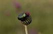 Photo ofMetallic Green Chafer (Cetonia aurata). Photographer: 
