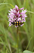 Longhorn beetle on Heath-spotted Orchid