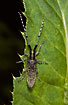 Longhorn beetle on Cabbage Thistle