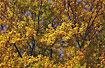 Autumn colours of Beech