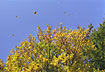 Beech leaves in autumn wind