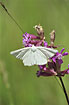 Black-veined Moth