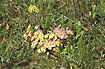 Foto af Hulkravet x Storblomstret Kodriver (Primula veris x vulgaris). Fotograf: 