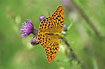 Silver-washed Fritillary on Marsh-Thistle