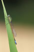 Blue-tailed Damselfly - male