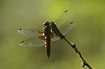 Broad-bodied Chaser - female/juvenile