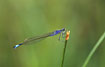 Blue-tailed Damselfly - female