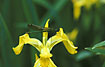 female on Yellow Iris