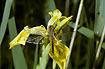 Young male on Yellow Iris