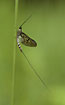 The May fly Ephemera danica
