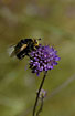 The Fly Tachina grossa on Devils-bit Scabious