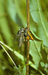 Robber fly with prey (skipper)